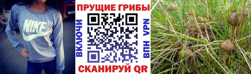 Купить  Санкт-Петербург  Галлюциногенные грибы Psilocybe 
